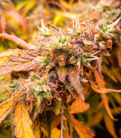 Сорт Orange Buddy Auto fem (Herbies Seeds) Сорт Orange Buddy Auto fem (Herbies Seeds) — изображение 5
