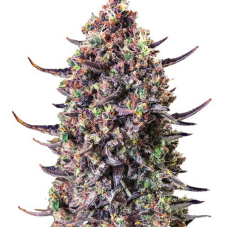 Сорт Punch Gelato #33 Auto fem (Cali Buds Seeds) Сорт Punch Gelato #33 Auto fem (Cali Buds Seeds)