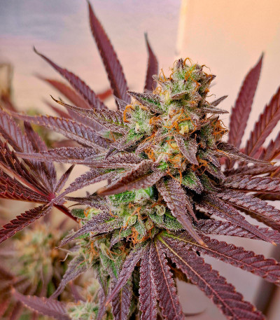 Сорт Purple Punch X Lemon Drizzle fem (Barney's Farm) Сорт Purple Punch X Lemon Drizzle fem (Barney's Farm) — изображение 6