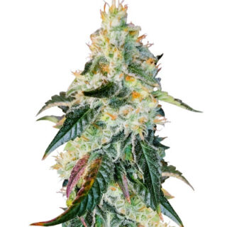 Сорт Purple Punch X Lemon Drizzle fem (Barney's Farm) Сорт Purple Punch X Lemon Drizzle fem (Barney's Farm)