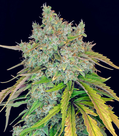 Сорт Papaya Cookies Auto fem (FastBuds) Сорт Papaya Cookies Auto fem (FastBuds) — изображение 3