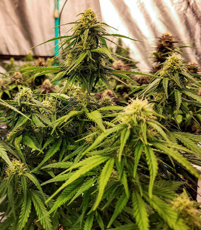Сорт Papaya Cookies Auto fem (FastBuds) Сорт Papaya Cookies Auto fem (FastBuds) — изображение 5