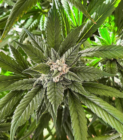 Сорт Papaya Cookies Auto fem (FastBuds) Сорт Papaya Cookies Auto fem (FastBuds) — изображение 4