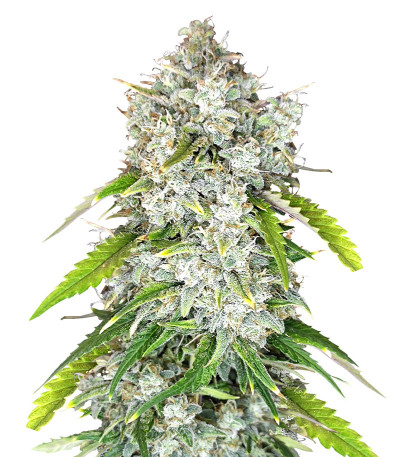 Сорт Papaya Cookies Auto fem (FastBuds) Сорт Papaya Cookies Auto fem (FastBuds)