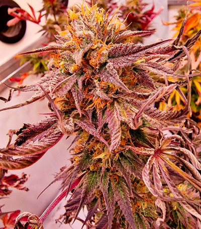 Сорт Pellezino Cookies fem (Original Sensible Seeds) Сорт Pellezino Cookies fem (Original Sensible Seeds) — изображение 3