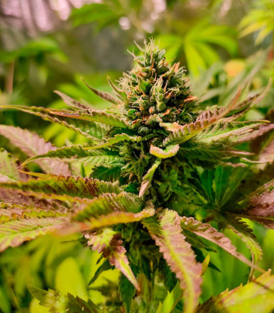 Сорт Pellezino Cookies fem (Original Sensible Seeds) Сорт Pellezino Cookies fem (Original Sensible Seeds) — изображение 4