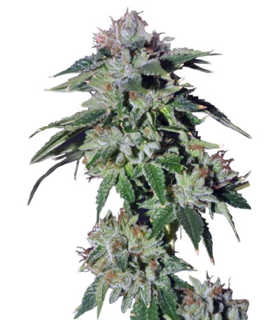 Сорт Pure Kush fem (GHS) Сорт Pure Kush fem (GHS)
