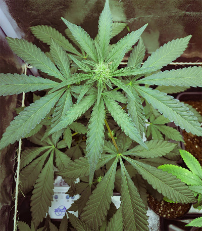 Сорт Runtz Muffin fem (Barney's Farm) Сорт Runtz Muffin fem (Barney's Farm) — изображение 5