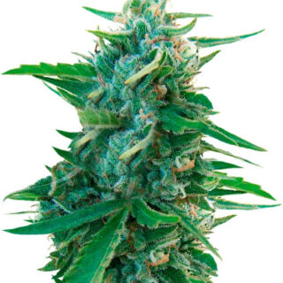 Сорт Sugar Black Rose Early Version fem (Delicious Seeds)