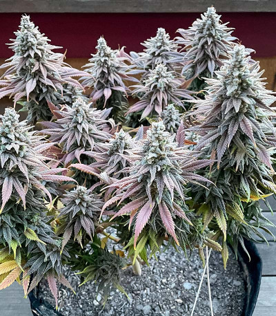 Сорт San Bacio Burger fem (Advanced Seeds) Сорт San Bacio Burger fem (Advanced Seeds) — изображение 3