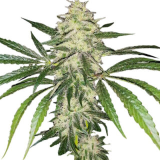 Сорт Sherbet Cuvee Cookies fem (Cali Buds Seeds) Сорт Sherbet Cuvee Cookies fem (Cali Buds Seeds)