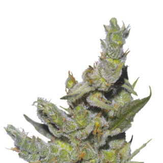 Сорт Sterling Haze fem (Nirvana Seeds)