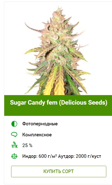 Гроурепорт сорта конопли Sugar Candy от сидбанка Delicious Seeds