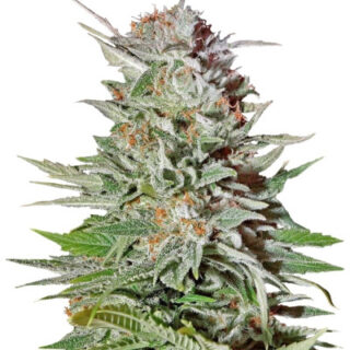 Сорт Super Lemon Haze Auto fem (GHS)