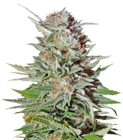 Сорт Super Lemon Haze Auto fem (GHS) Сорт Super Lemon Haze Auto fem (GHS)
