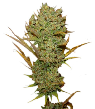 Сорт Super Silver Haze fem (GHS) Сорт Super Silver Haze fem (GHS)