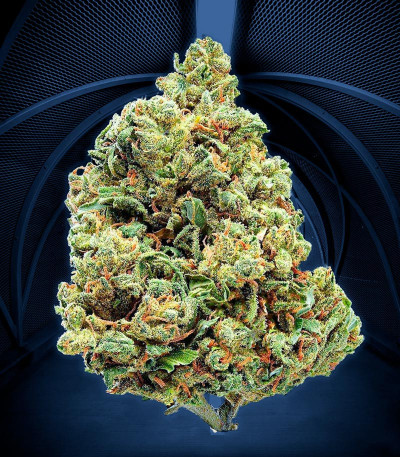 Сорт Super Silver Haze fem (GHS) Сорт Super Silver Haze fem (GHS) — изображение 3