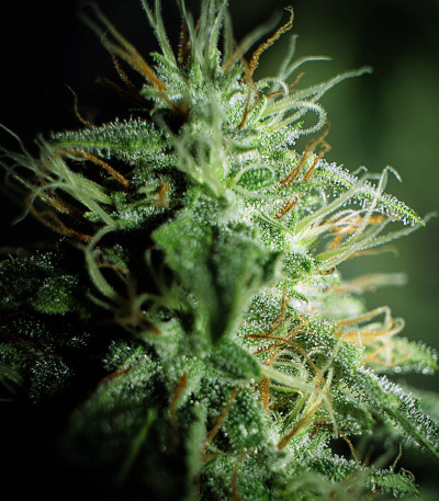 Сорт Sweet Valley Kush fem (GHS) Сорт Sweet Valley Kush fem (GHS) — изображение 3