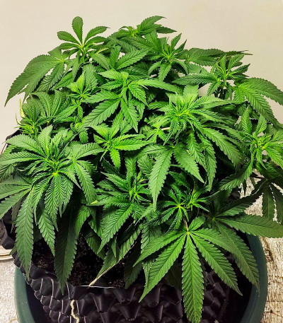 Сорт Sweet Valley Kush fem (GHS) Сорт Sweet Valley Kush fem (GHS) — изображение 5