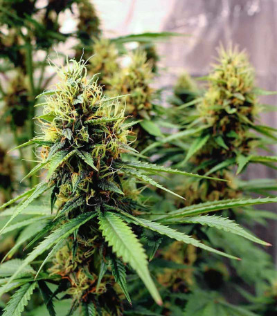 Сорт Tropicana Cookies Auto fem (Cali Buds Seeds) Сорт Tropicana Cookies Auto fem (Cali Buds Seeds) — изображение 5