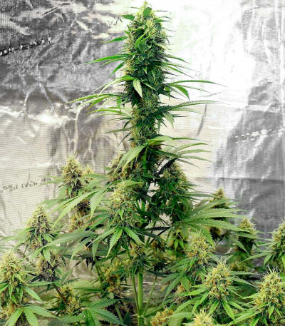 Сорт Tropicana Cookies Auto fem (Cali Buds Seeds) Сорт Tropicana Cookies Auto fem (Cali Buds Seeds) — изображение 6