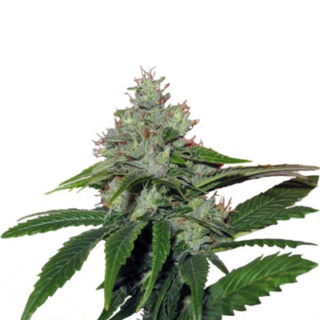 Сорт Train Wreck fem (GHS) Сорт Train Wreck fem (GHS)