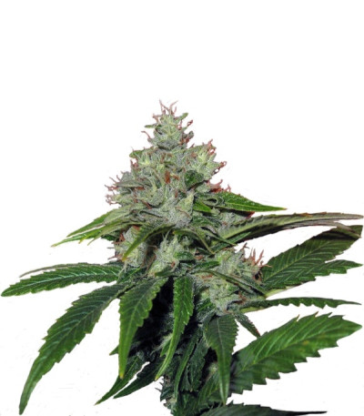 Сорт Train Wreck fem (GHS) Сорт Train Wreck fem (GHS)