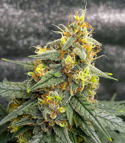 Сорт Tropicana Cookies Auto fem (Cali Buds Seeds) Сорт Tropicana Cookies Auto fem (Cali Buds Seeds) — изображение 4