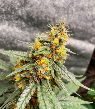 Сорт Tropicana Cookies Auto fem (Cali Buds Seeds) Сорт Tropicana Cookies Auto fem (Cali Buds Seeds) — изображение 3
