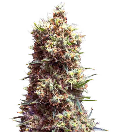 Сорт Tropicana Cookies Auto fem (Cali Buds Seeds) Сорт Tropicana Cookies Auto fem (Cali Buds Seeds)
