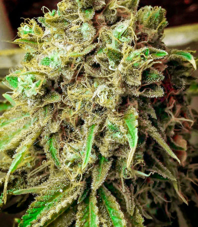 Сорт Wedding Cake fem (Cali Buds Seeds) Сорт Wedding Cake fem (Cali Buds Seeds) — изображение 3