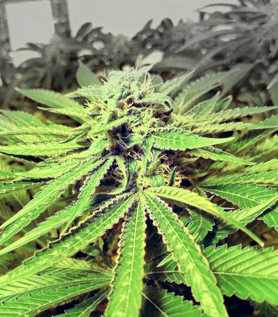Сорт Wedding Cake fem (Cali Buds Seeds) Сорт Wedding Cake fem (Cali Buds Seeds) — изображение 4