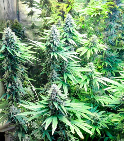 Сорт Wedding Cake fem (Cali Buds Seeds) Сорт Wedding Cake fem (Cali Buds Seeds) — изображение 5