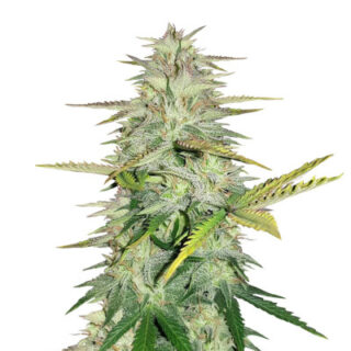 Сорт Wedding Cake fem (Cali Buds Seeds) Сорт Wedding Cake fem (Cali Buds Seeds)