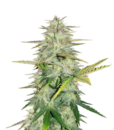 Сорт Wedding Cake fem (Cali Buds Seeds) Сорт Wedding Cake fem (Cali Buds Seeds)