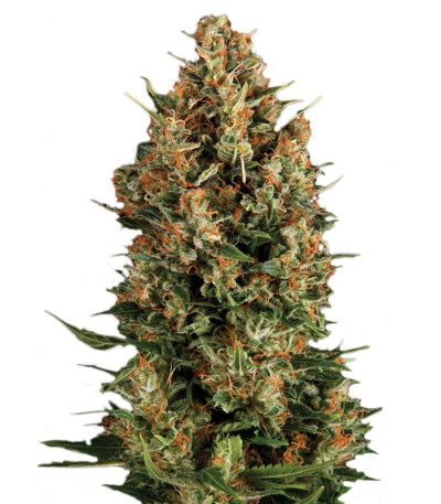 Сорт Wembley fem (Pyramid Seeds) Сорт Wembley fem (Pyramid Seeds)