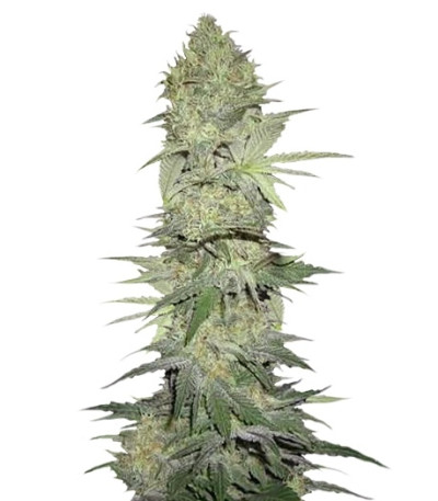 Сорт White Widow Automatic fem (Nirvana Seeds) Сорт White Widow Automatic fem (Nirvana Seeds)