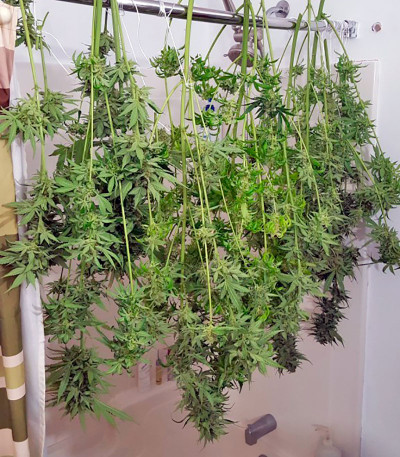 Сорт White Widow Automatic fem (Nirvana Seeds) Сорт White Widow Automatic fem (Nirvana Seeds) — изображение 3