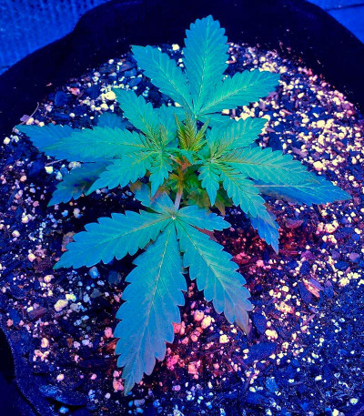 Сорт White Widow Automatic fem (Nirvana Seeds) Сорт White Widow Automatic fem (Nirvana Seeds) — изображение 4