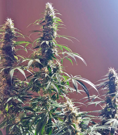 Сорт White Widow Automatic fem (Nirvana Seeds) Сорт White Widow Automatic fem (Nirvana Seeds) — изображение 5
