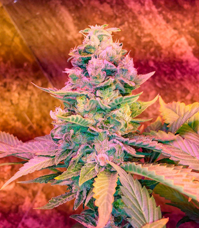 Сорт Za-Za OG fem (Herbies Seeds) Сорт Za-Za OG fem (Herbies Seeds) — изображение 4
