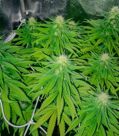 Сорт Za-Za OG fem (Herbies Seeds) Сорт Za-Za OG fem (Herbies Seeds) — изображение 5