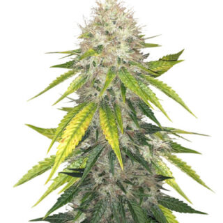Сорт Za-Za OG fem (Herbies Seeds) Сорт Za-Za OG fem (Herbies Seeds)
