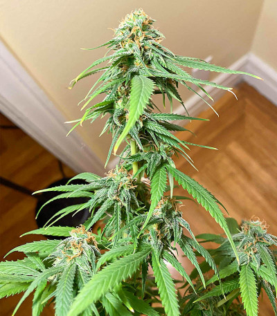 Сорт AFS Princess fem (AlphaFem Seeds) Сорт AFS Princess fem (AlphaFem Seeds) — изображение 4