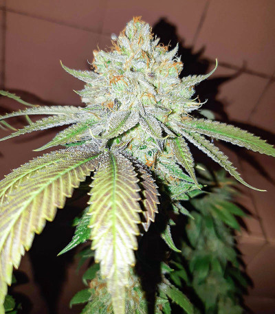Сорт AFS Princess fem (AlphaFem Seeds) Сорт AFS Princess fem (AlphaFem Seeds) — изображение 5