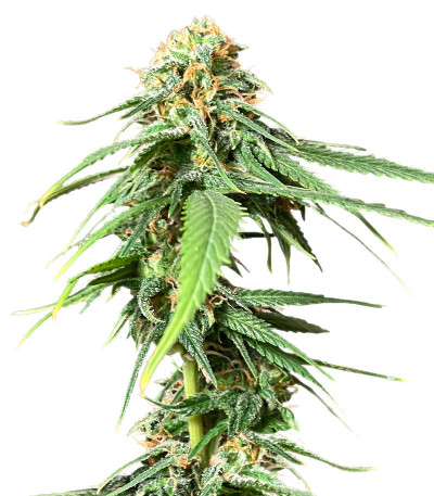 Сорт AFS Princess fem (AlphaFem Seeds) Сорт AFS Princess fem (AlphaFem Seeds)
