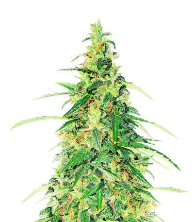 Сорт Apple Betty Auto fem (Herbies Seeds) Сорт Apple Betty Auto fem (Herbies Seeds)