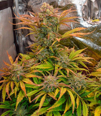 Сорт Apple Strudel Auto fem (FastBuds) Сорт Apple Strudel Auto fem (FastBuds) — изображение 3