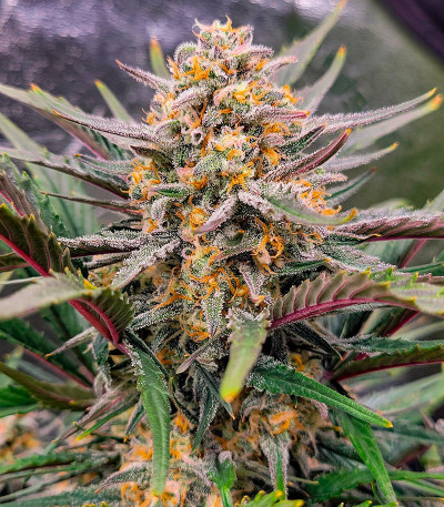 Сорт Apple Strudel Auto fem (FastBuds) Сорт Apple Strudel Auto fem (FastBuds) — изображение 4