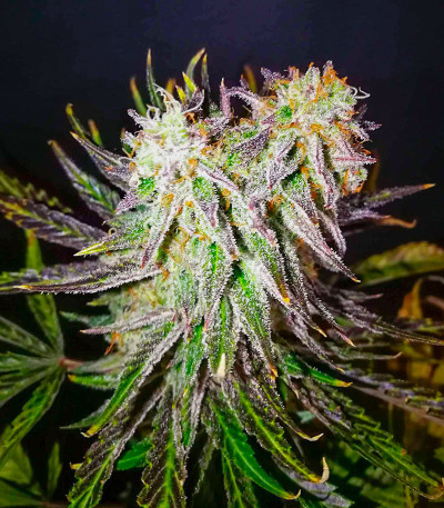 Сорт Apple Strudel Auto fem (FastBuds) Сорт Apple Strudel Auto fem (FastBuds) — изображение 6